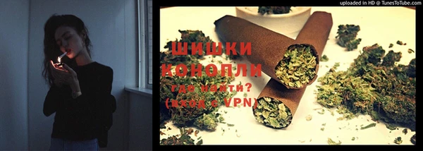 индика Тайга